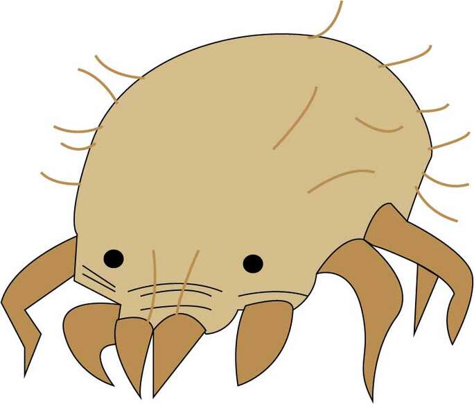 Dust Mite