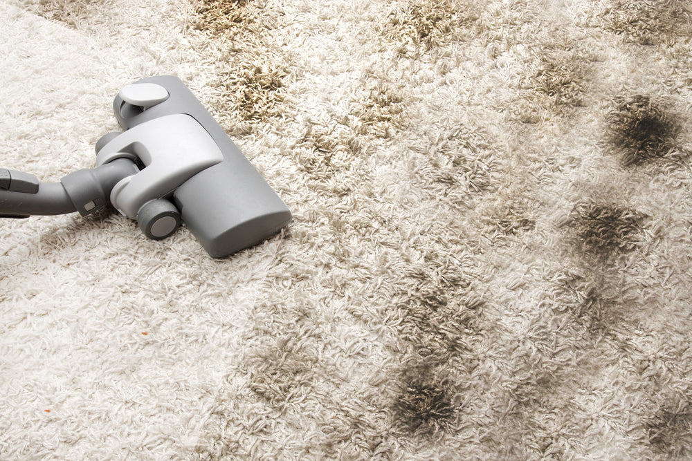 Can Bed Bugs Live In Carpet?