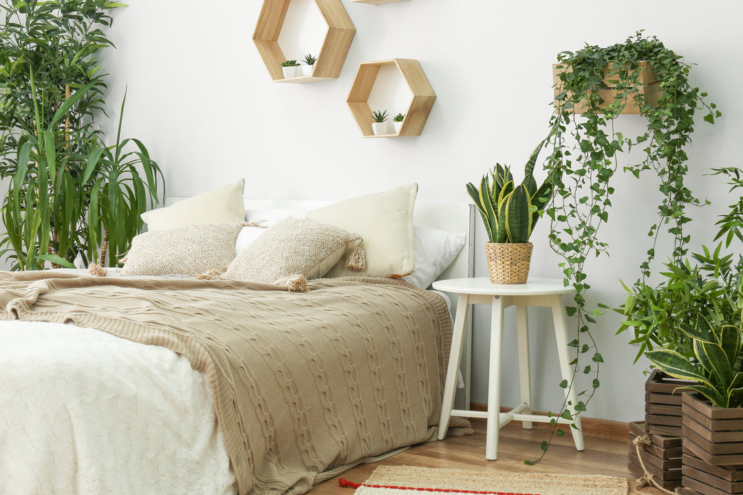 Plants That Help You Sleep.