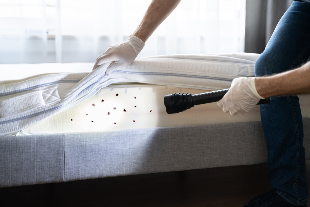 The causes of bed bugs